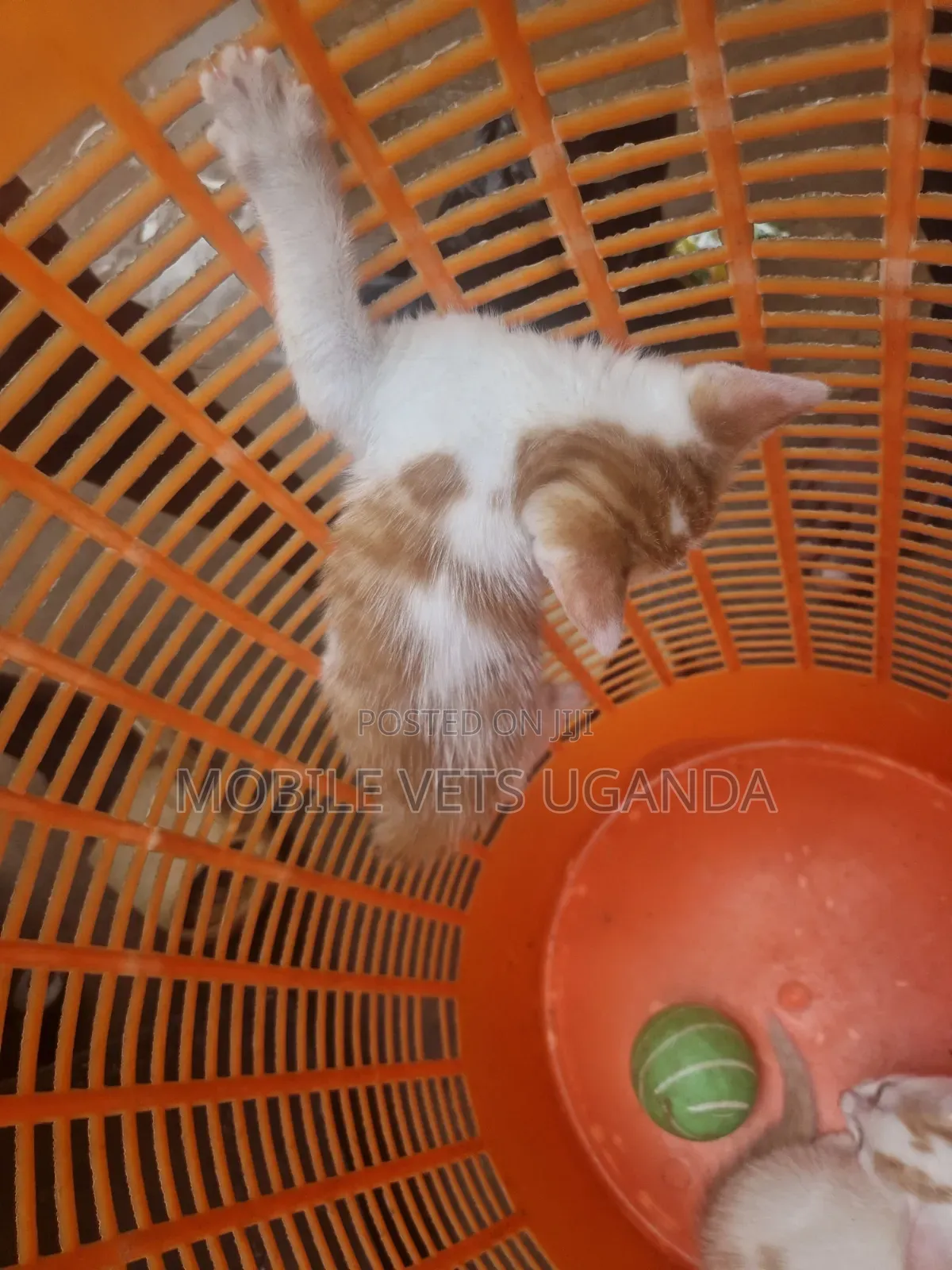 1-3 months Female Purebred Balinese