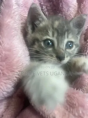 1-3 months Male Purebred American Shorthair