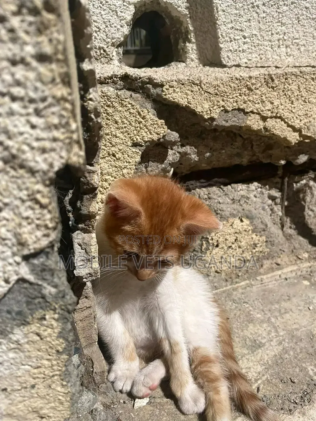 1-3 months Female Purebred American Shorthair