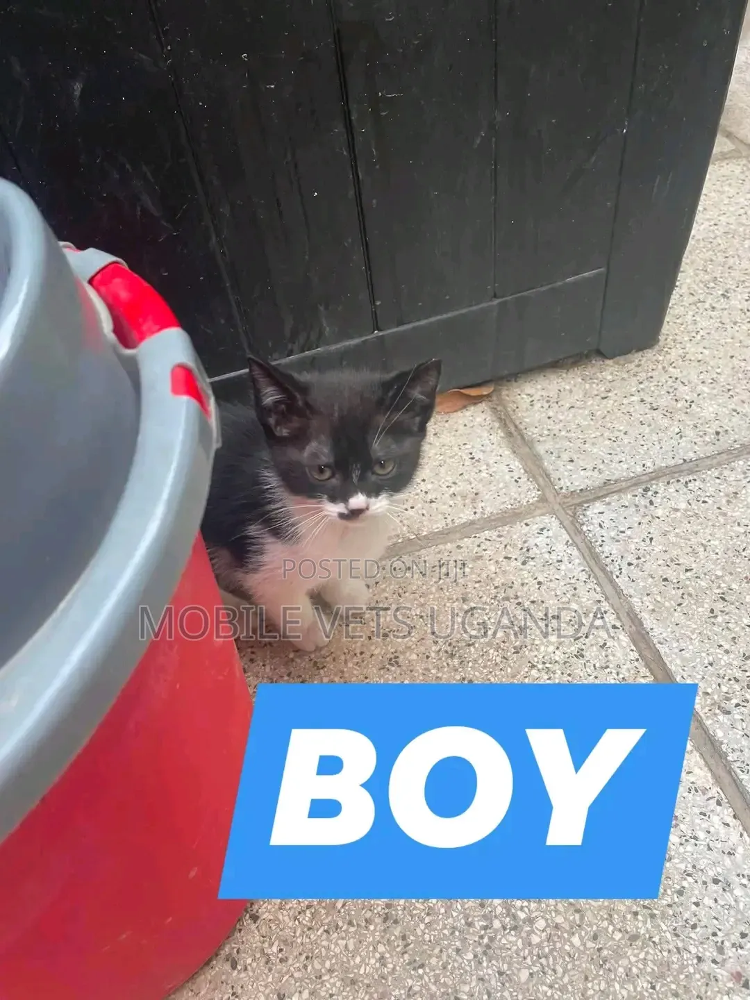 0-1 month Male Purebred American Wirehair