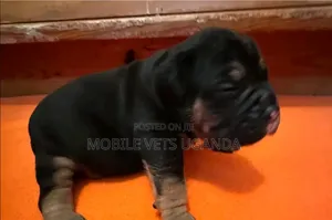 0-1 month Male Purebred Boerboel
