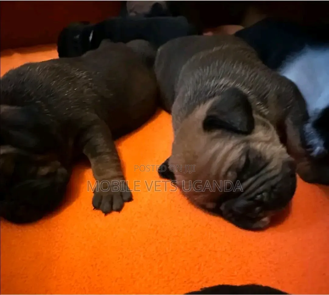 0-1 month Female Purebred Boerboel