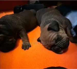 0-1 month Female Purebred Boerboel