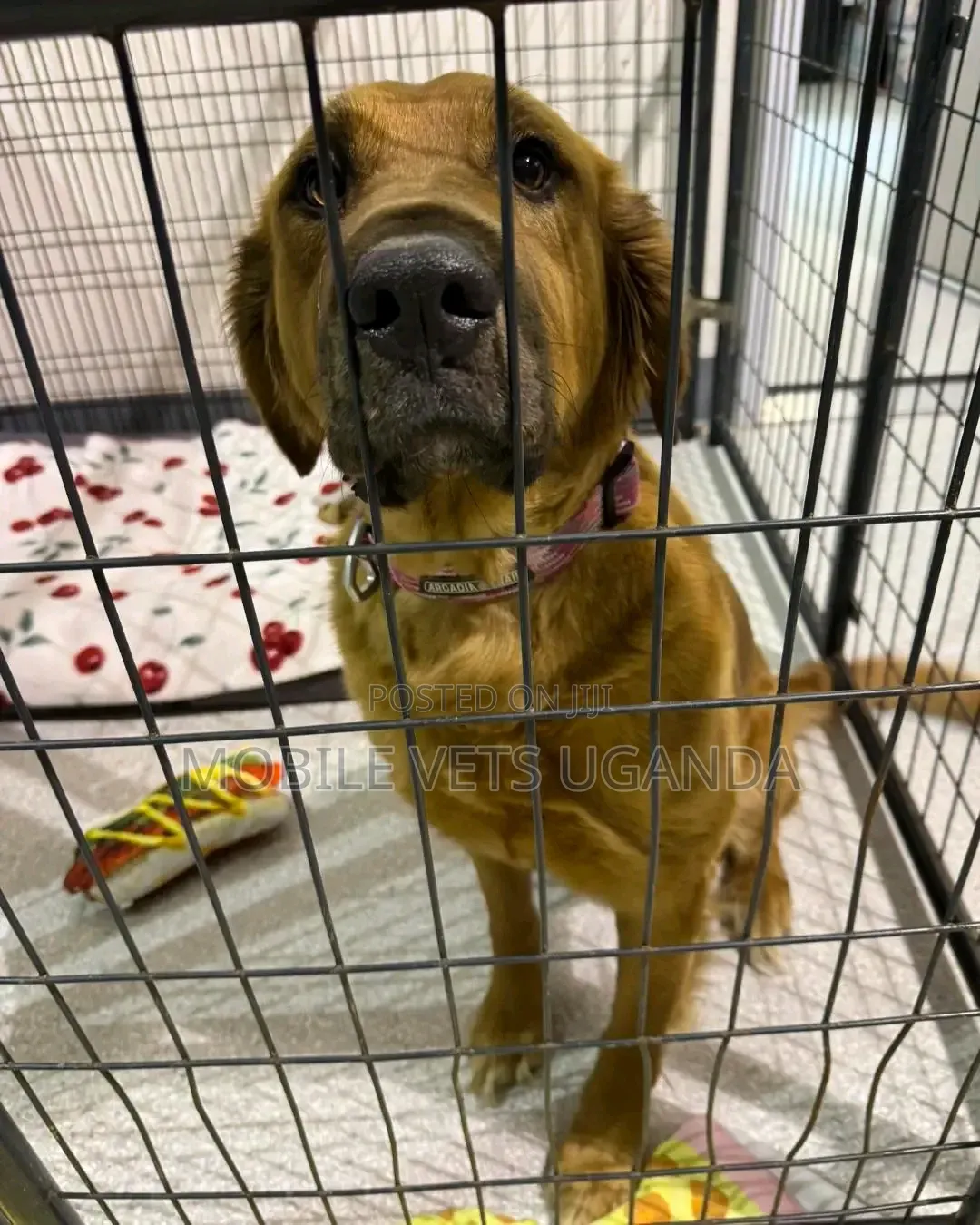 6-12 months Female Purebred Boerboel