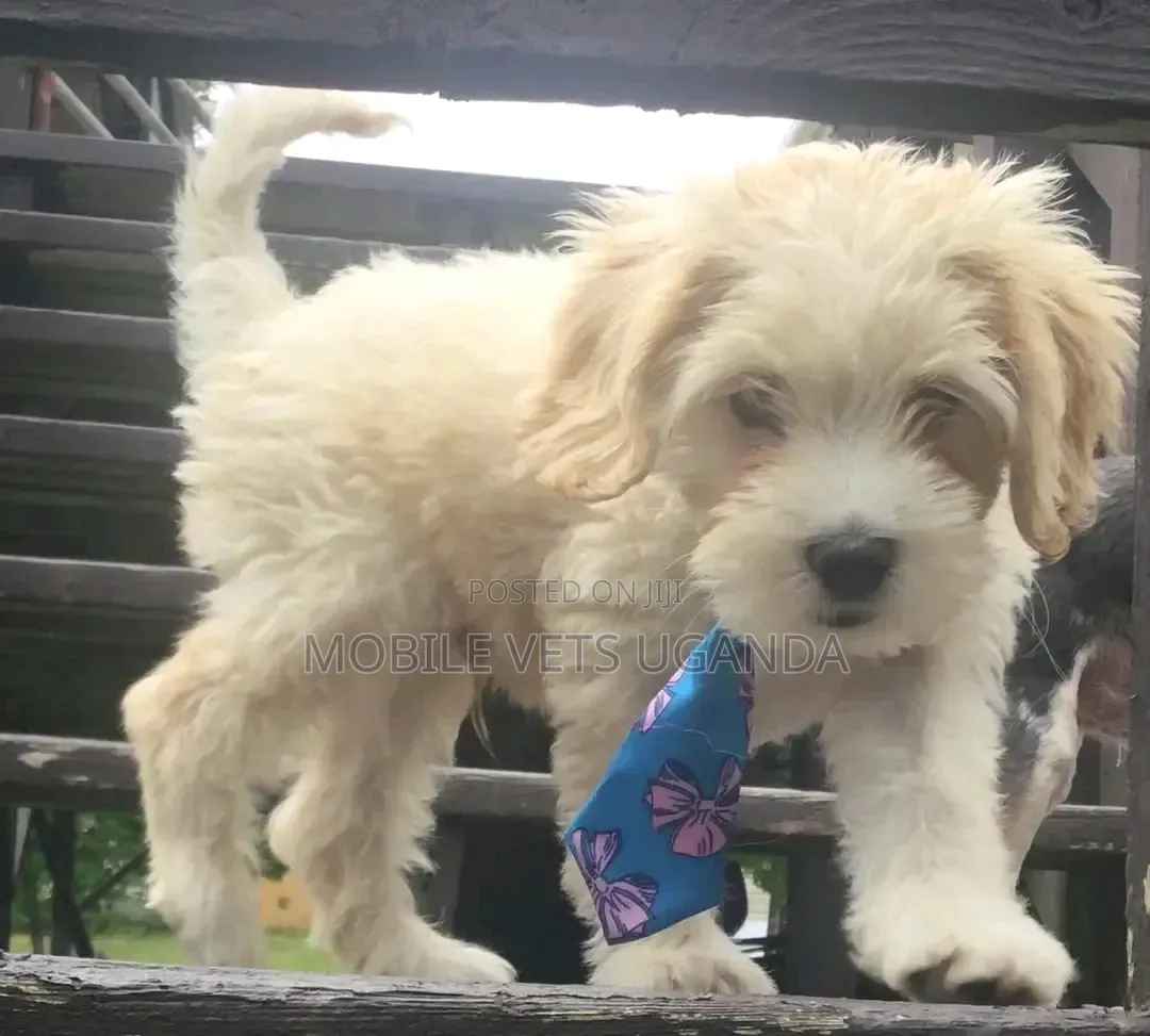 1-3 months Female Purebred Maltese