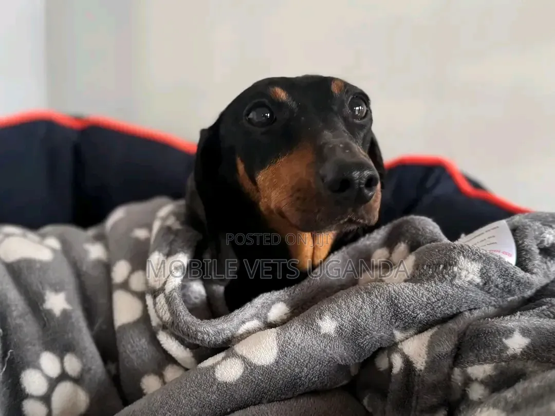 6-12 months Female Purebred Dachshund