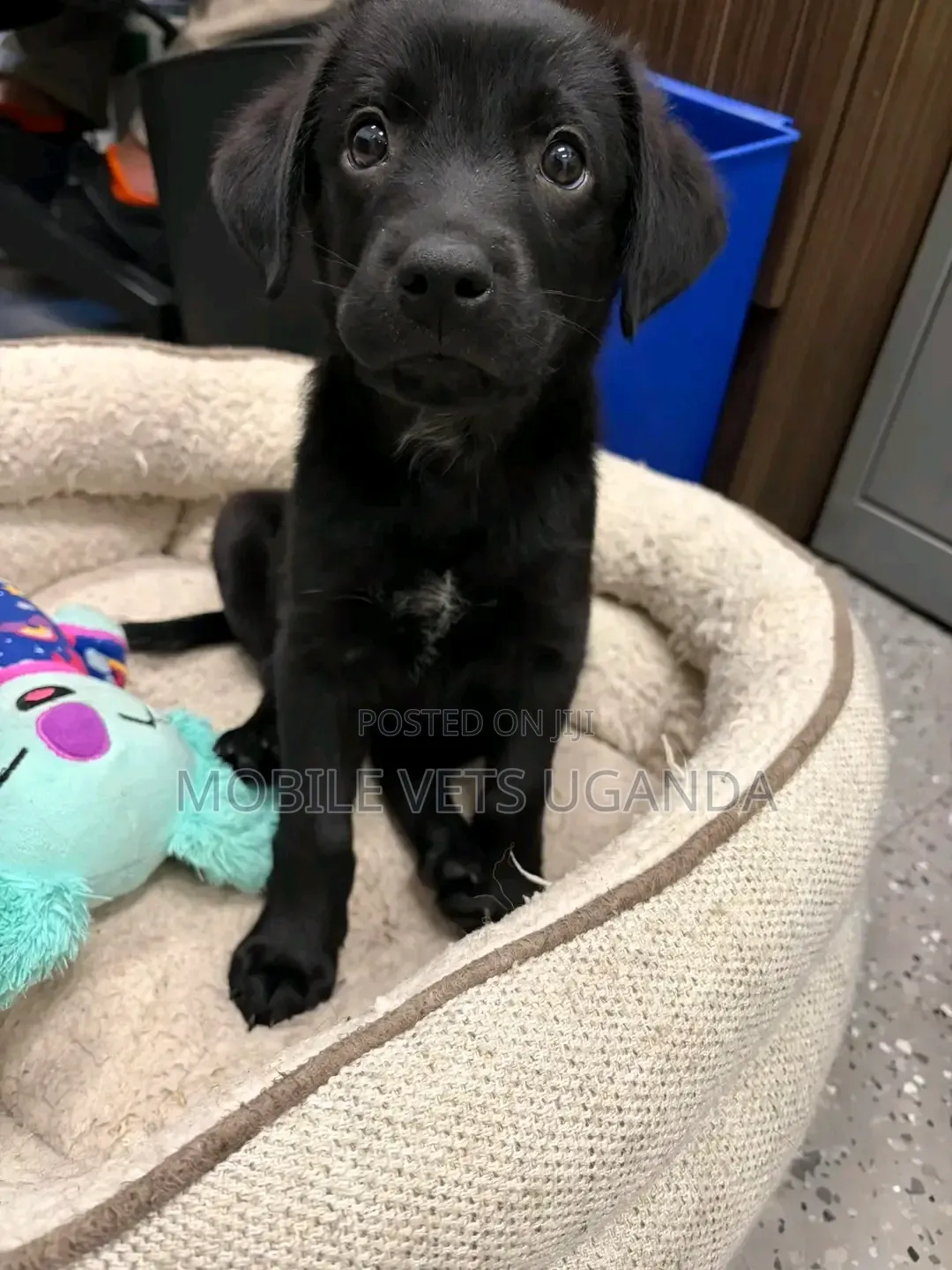 3-6 months Female Purebred Labradoodle