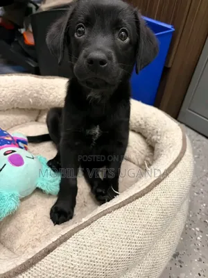 3-6 months Female Purebred Labradoodle