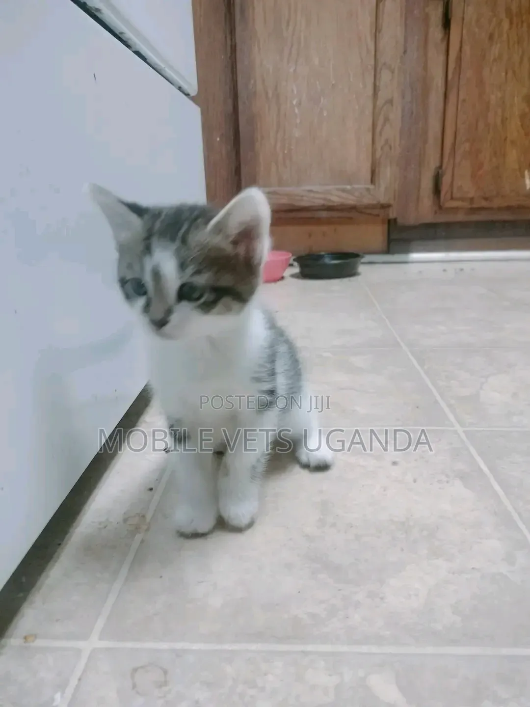 1-3 months Female Purebred Savannah