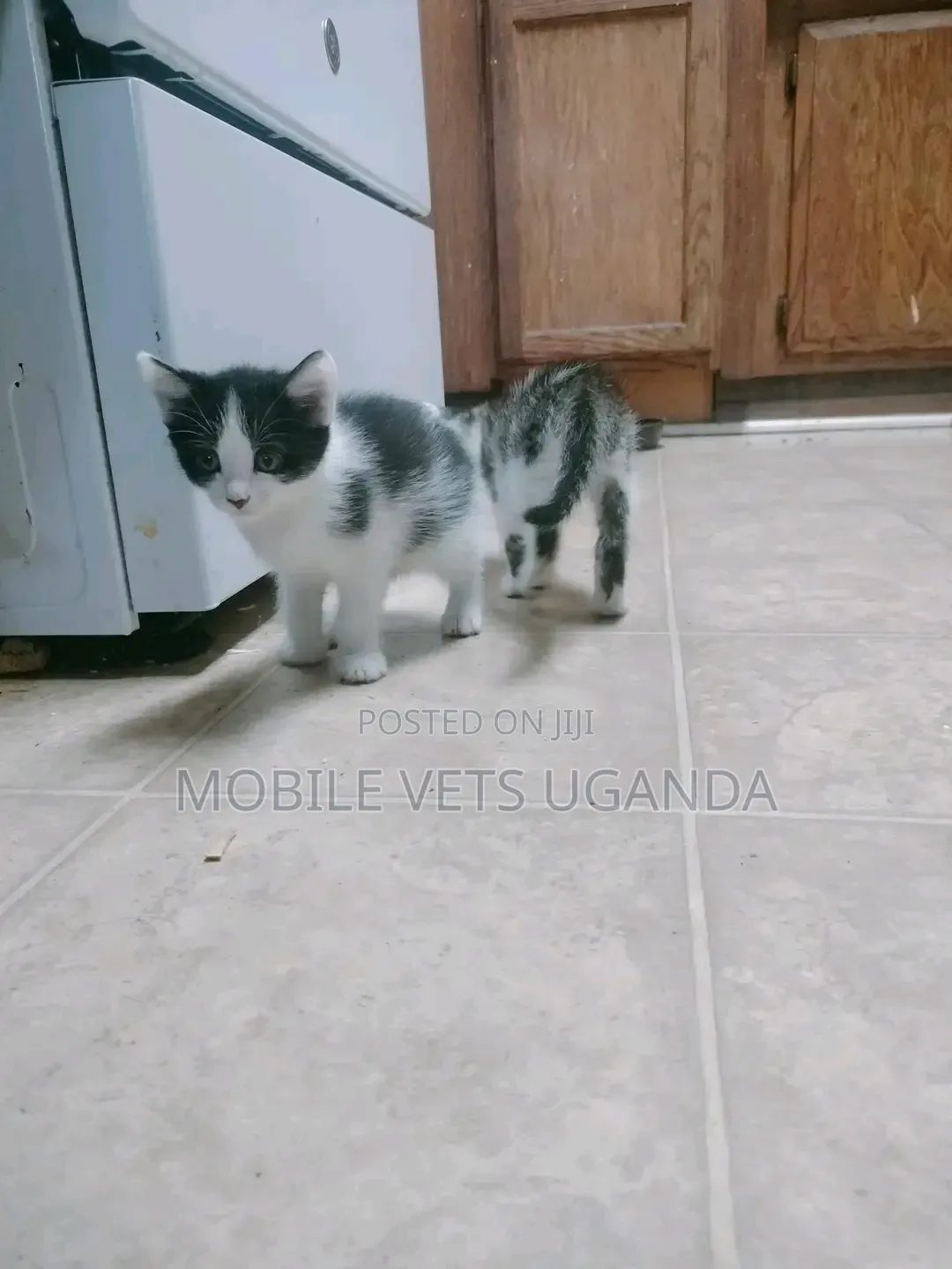 0-1 month Female Purebred American Curl