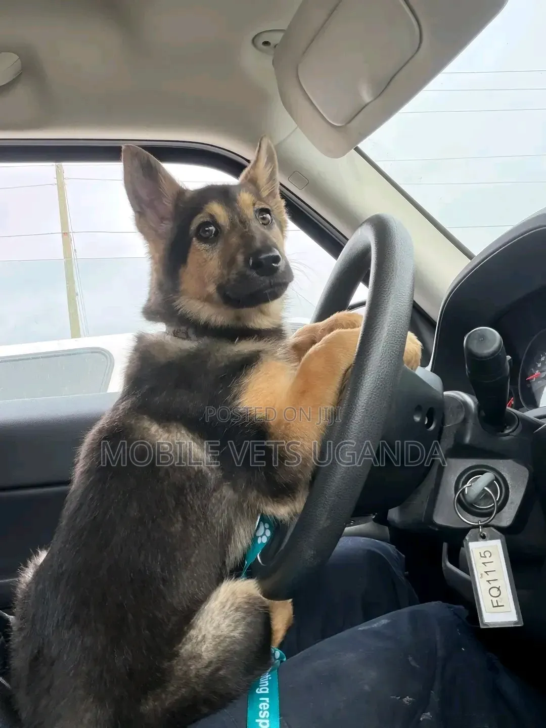 3-6 months Male Purebred German Shepherd