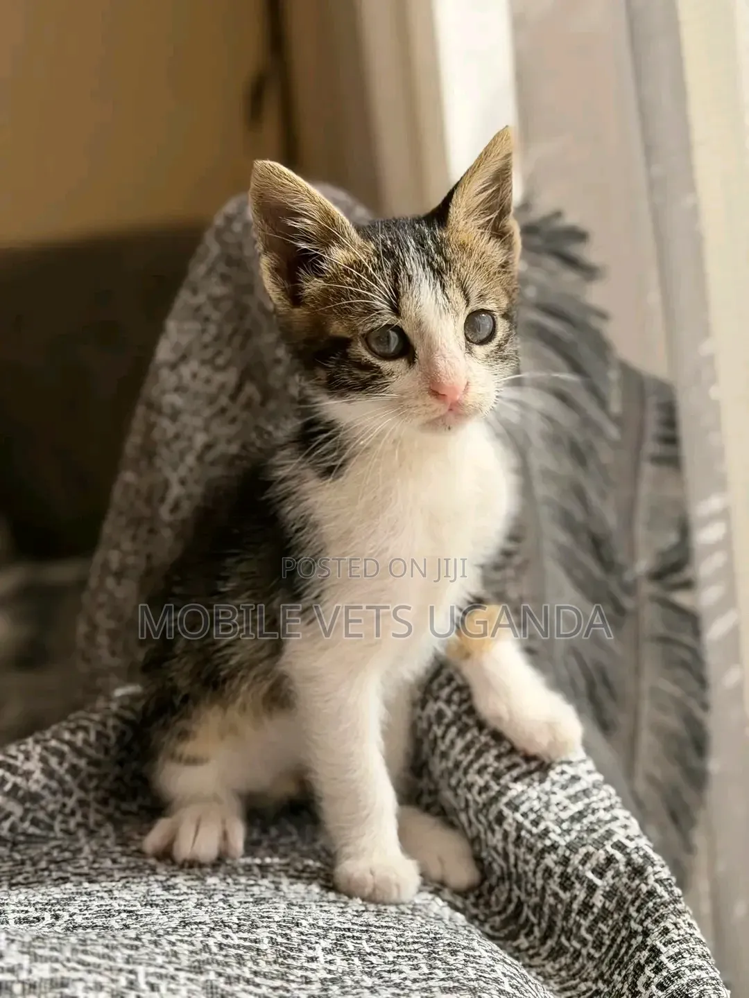 1-3 months Female Purebred Balinese