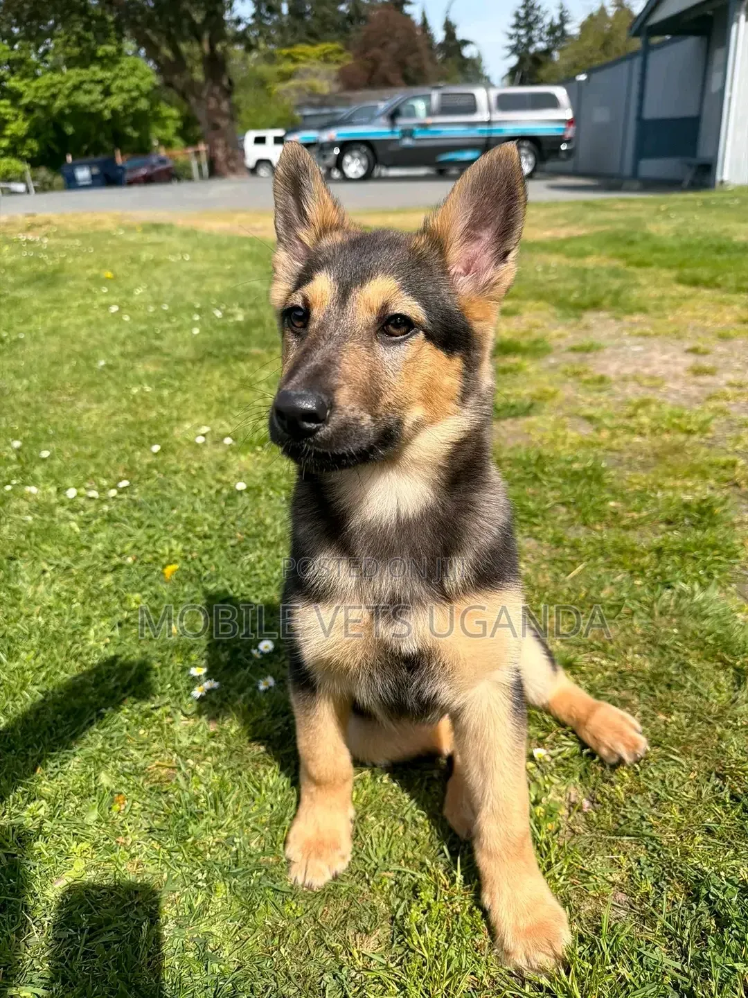3-6 months Female Purebred German Shepherd