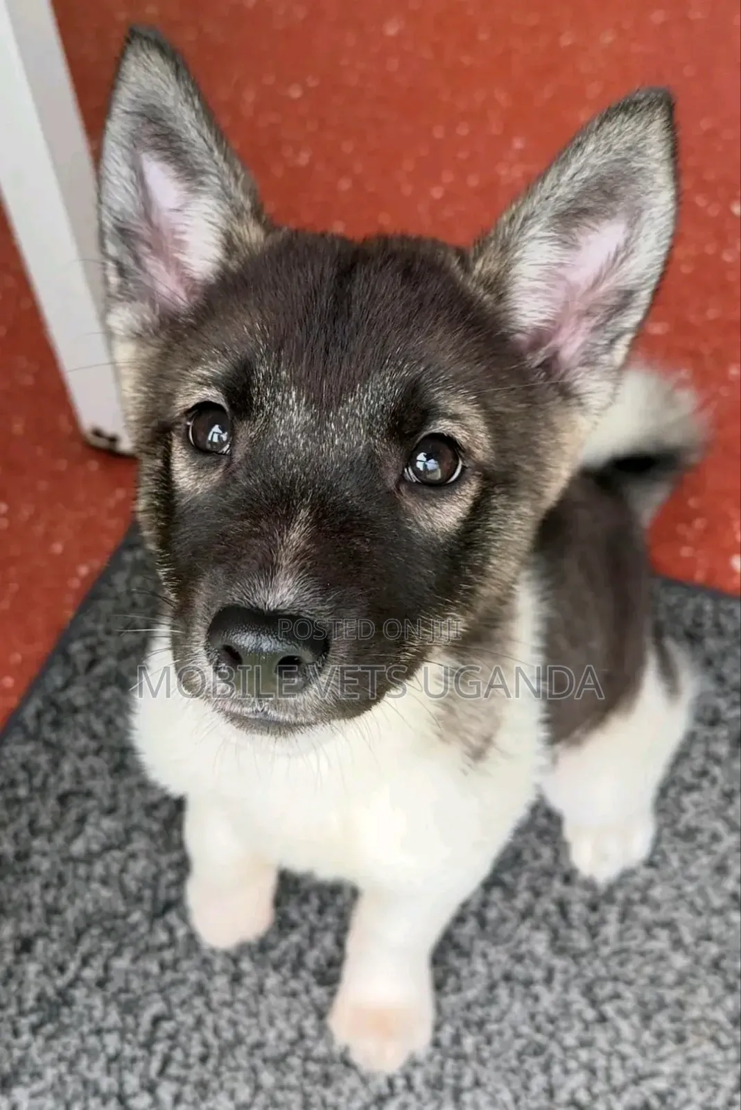 1-3 months Male Purebred Akita