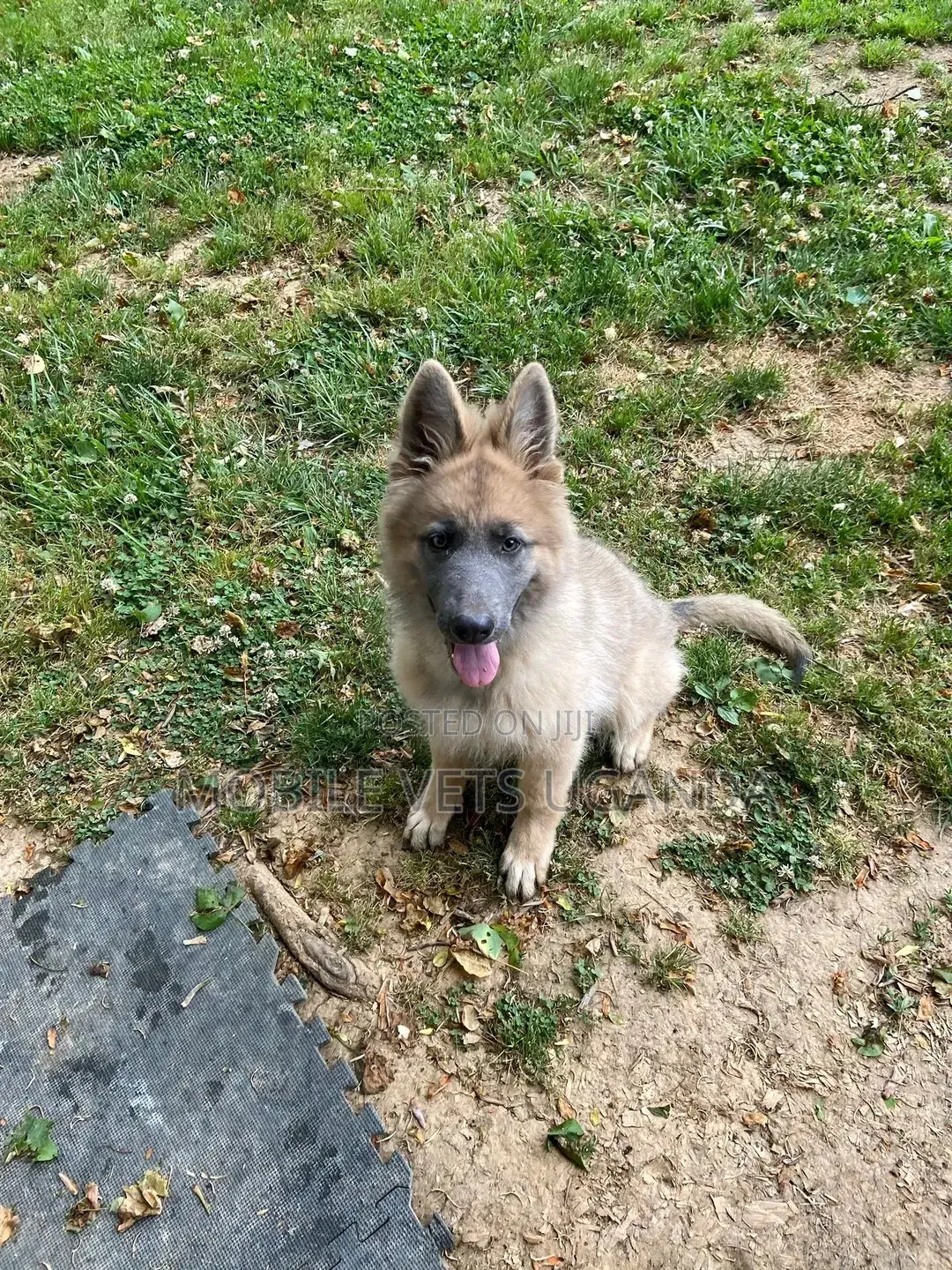 0-1 month Female Purebred German Shepherd