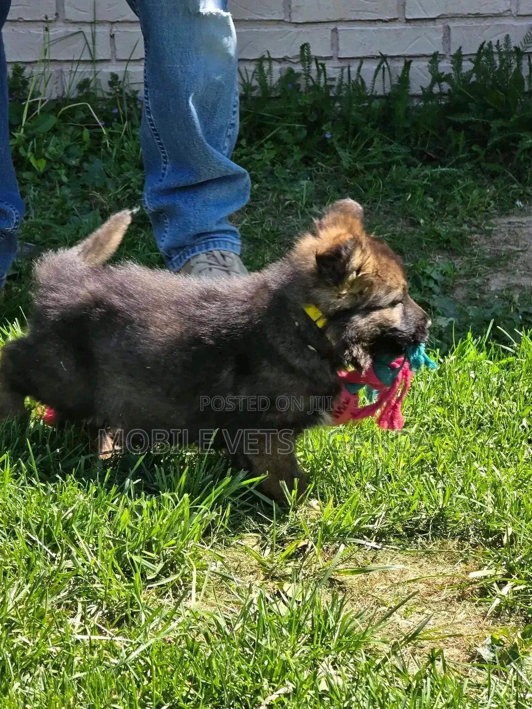 0-1 month Male Purebred German Shepherd