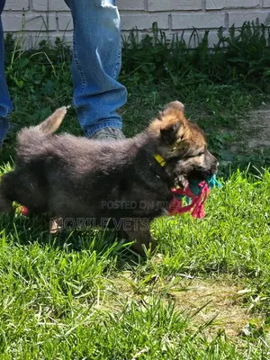 0-1 month Male Purebred German Shepherd