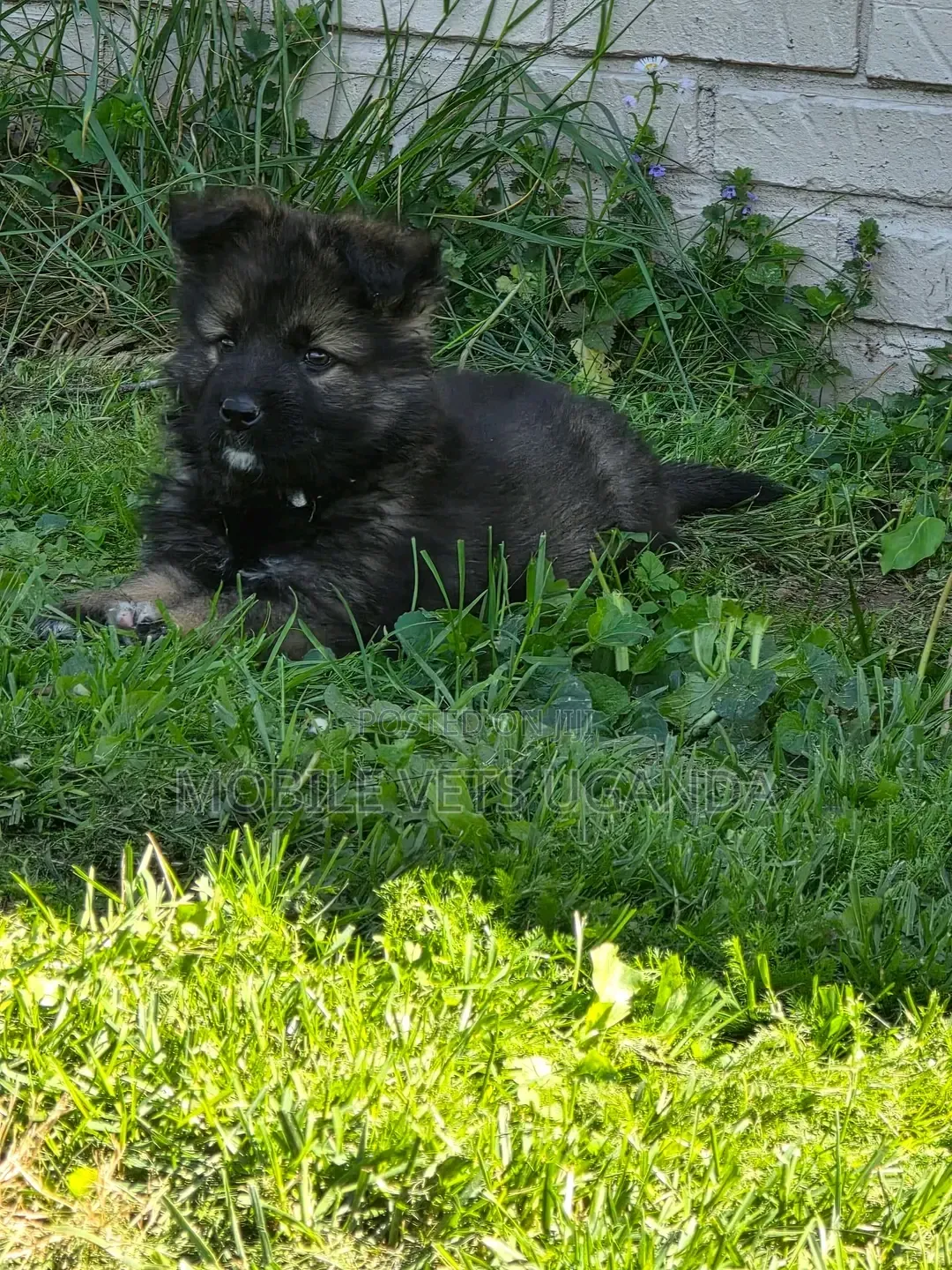 1-3 months Female Purebred German Shepherd