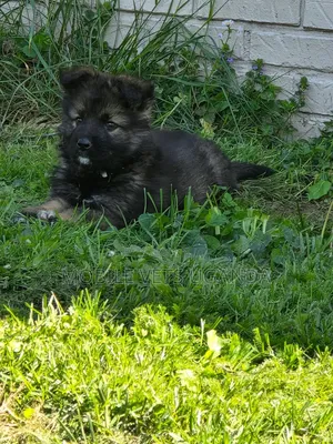 1-3 months Female Purebred German Shepherd