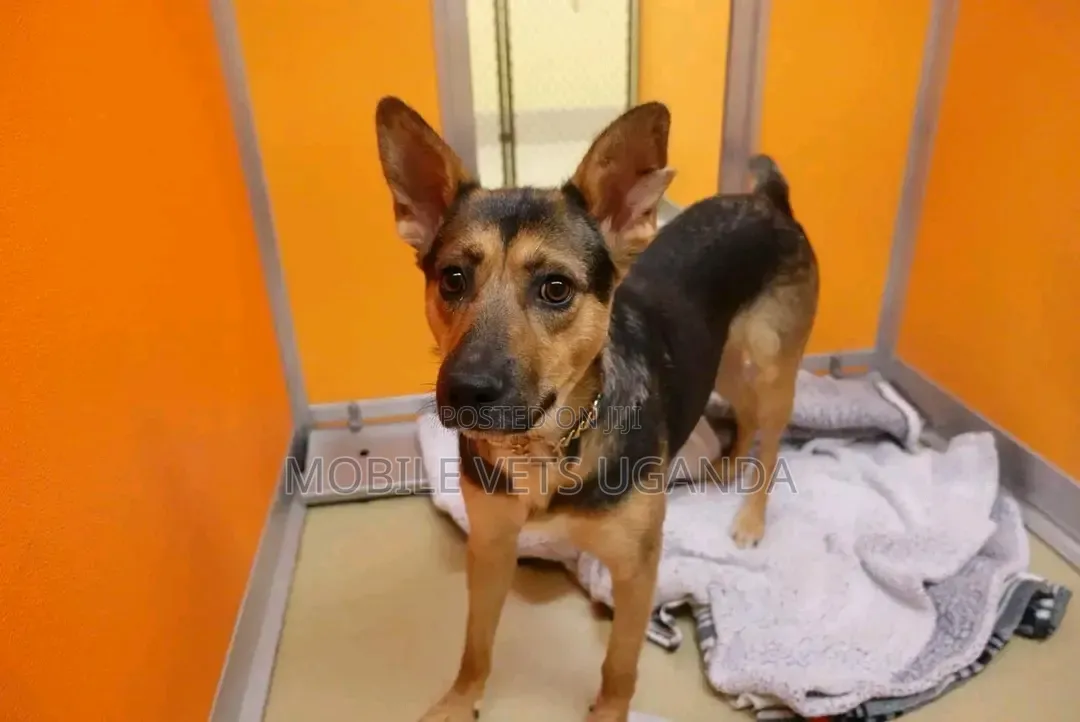 6-12 months Male Purebred German Shepherd