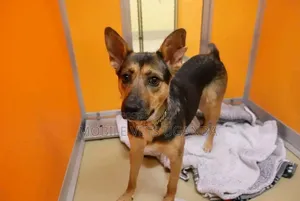 6-12 months Male Purebred German Shepherd