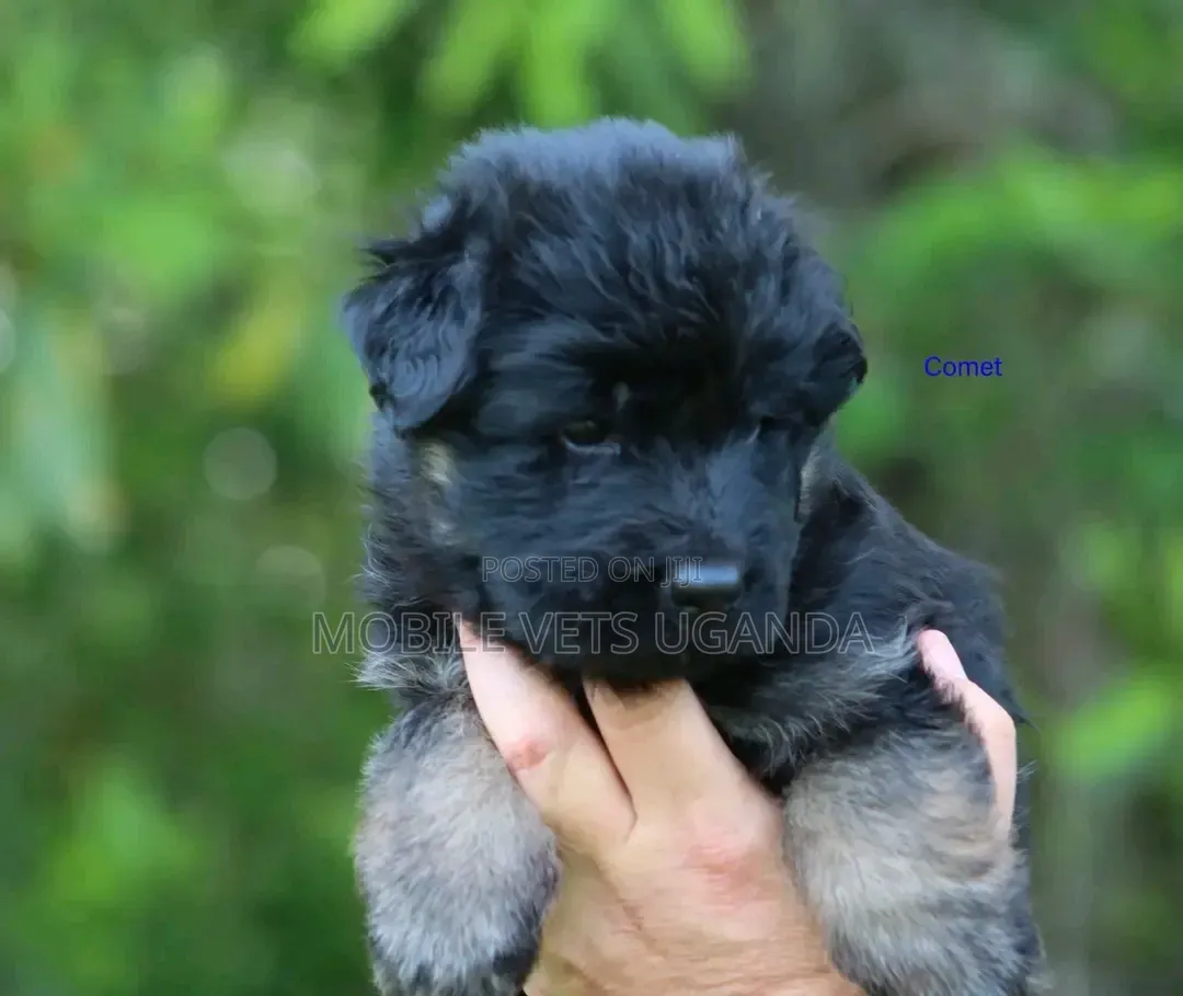 1-3 months Male Purebred German Shepherd