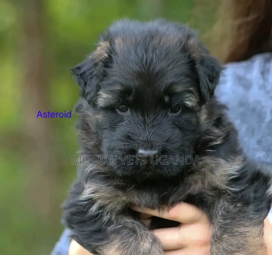 0-1 month Female Purebred German Shepherd