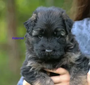0-1 month Female Purebred German Shepherd