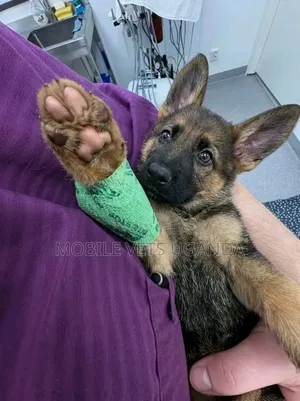 3-6 months Female Purebred German Shepherd