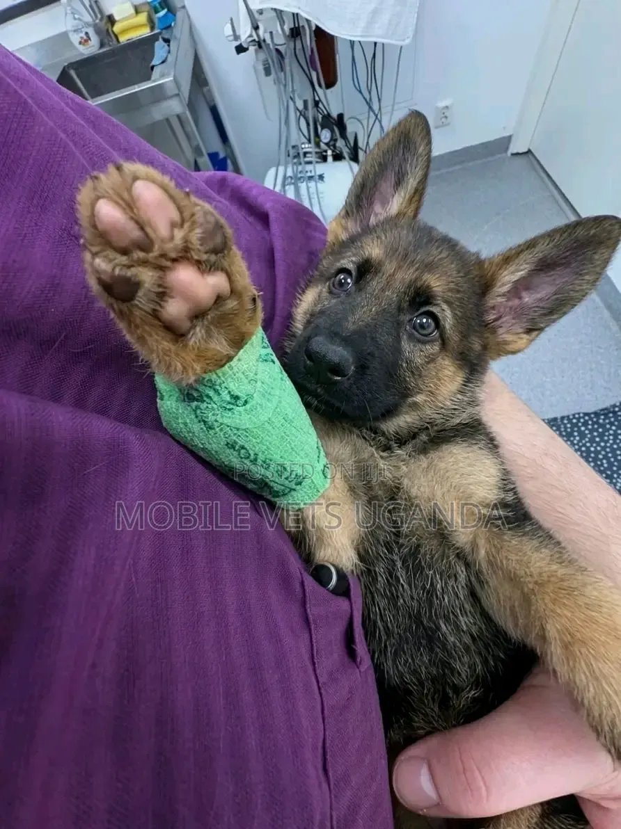 3-6 months Female Purebred German Shepherd