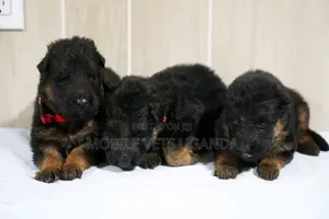 1-3 months Male Purebred German Shepherd