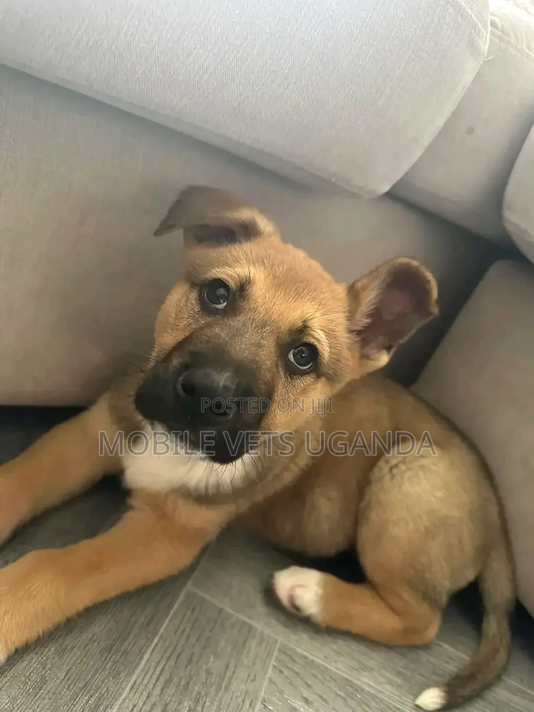 1-3 months Male Purebred Boxer