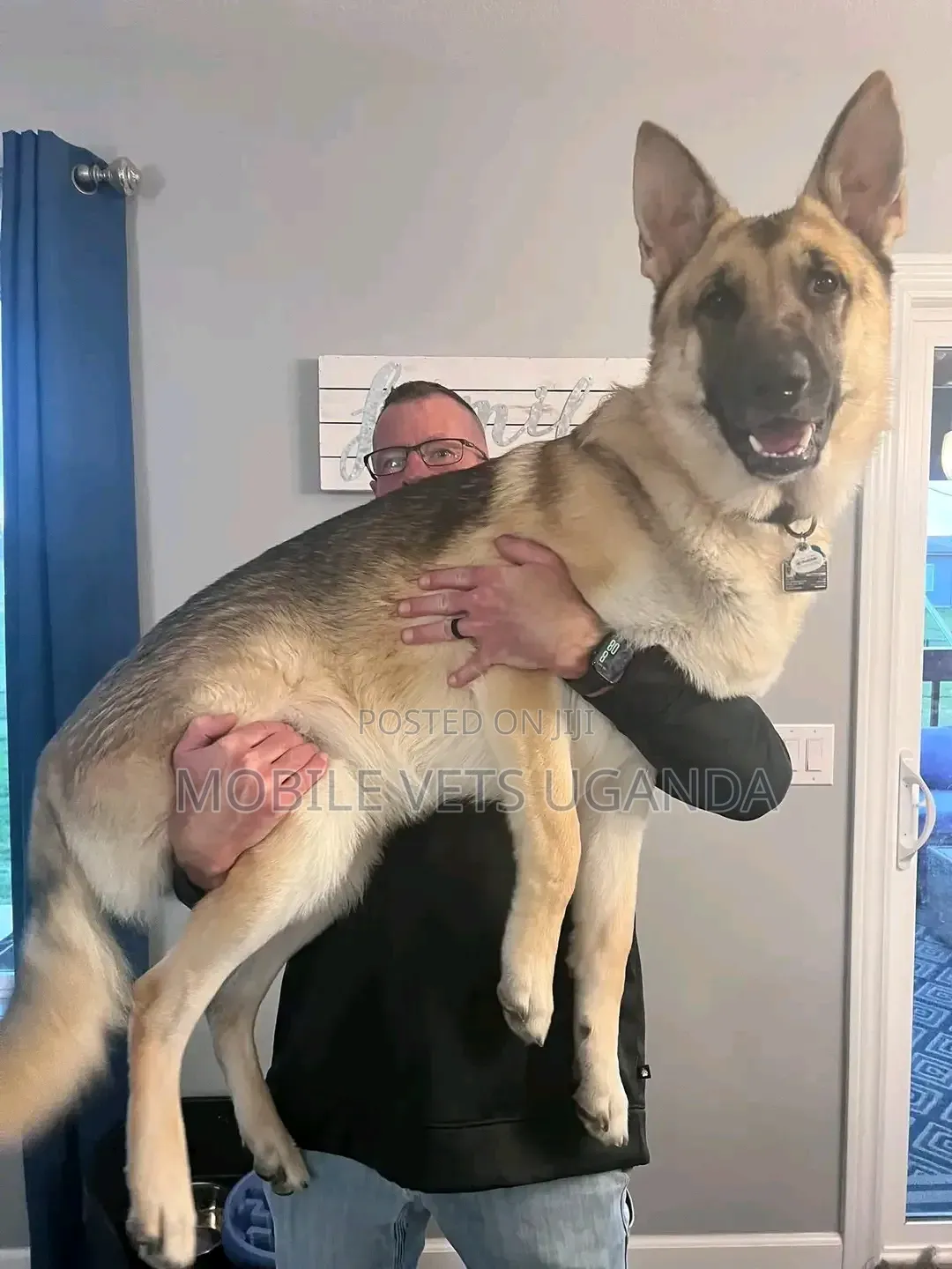 6-12 months Female Purebred German Shepherd