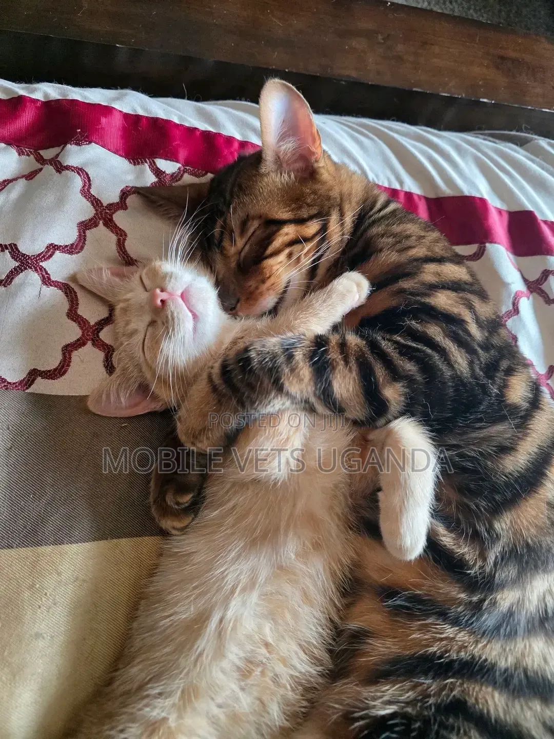 1-3 months Male Purebred Bombay