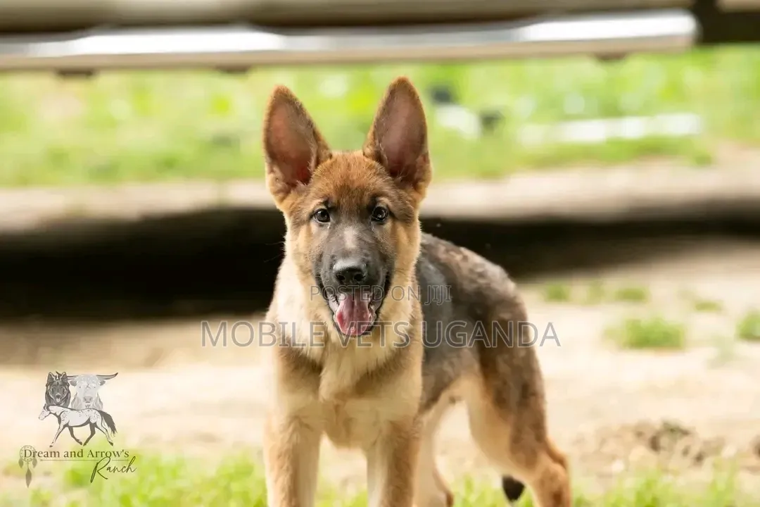 3-6 months Male Purebred German Shepherd