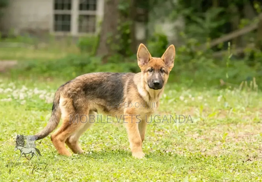 3-6 months Female Purebred German Shepherd