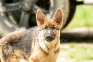 3-6 months Male Purebred German Shepherd