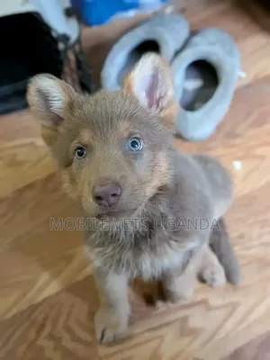 3-6 months Female Purebred Siberian Husky