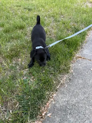 1-3 months Female Purebred Labradoodle