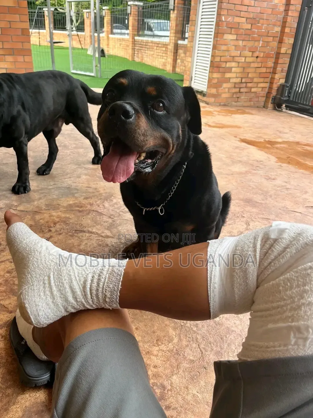 6-12 months Male Purebred Rottweiler