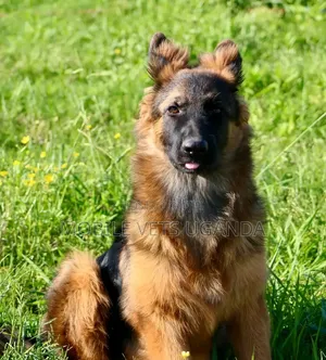 6-12 months Male Purebred German Shepherd