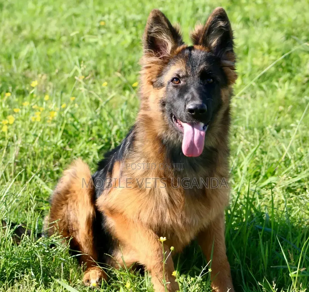 1-3 months Female Purebred German Shepherd