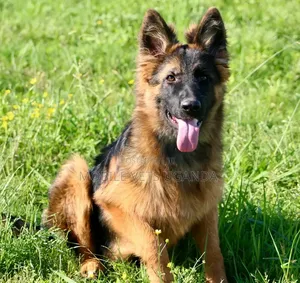 1-3 months Female Purebred German Shepherd