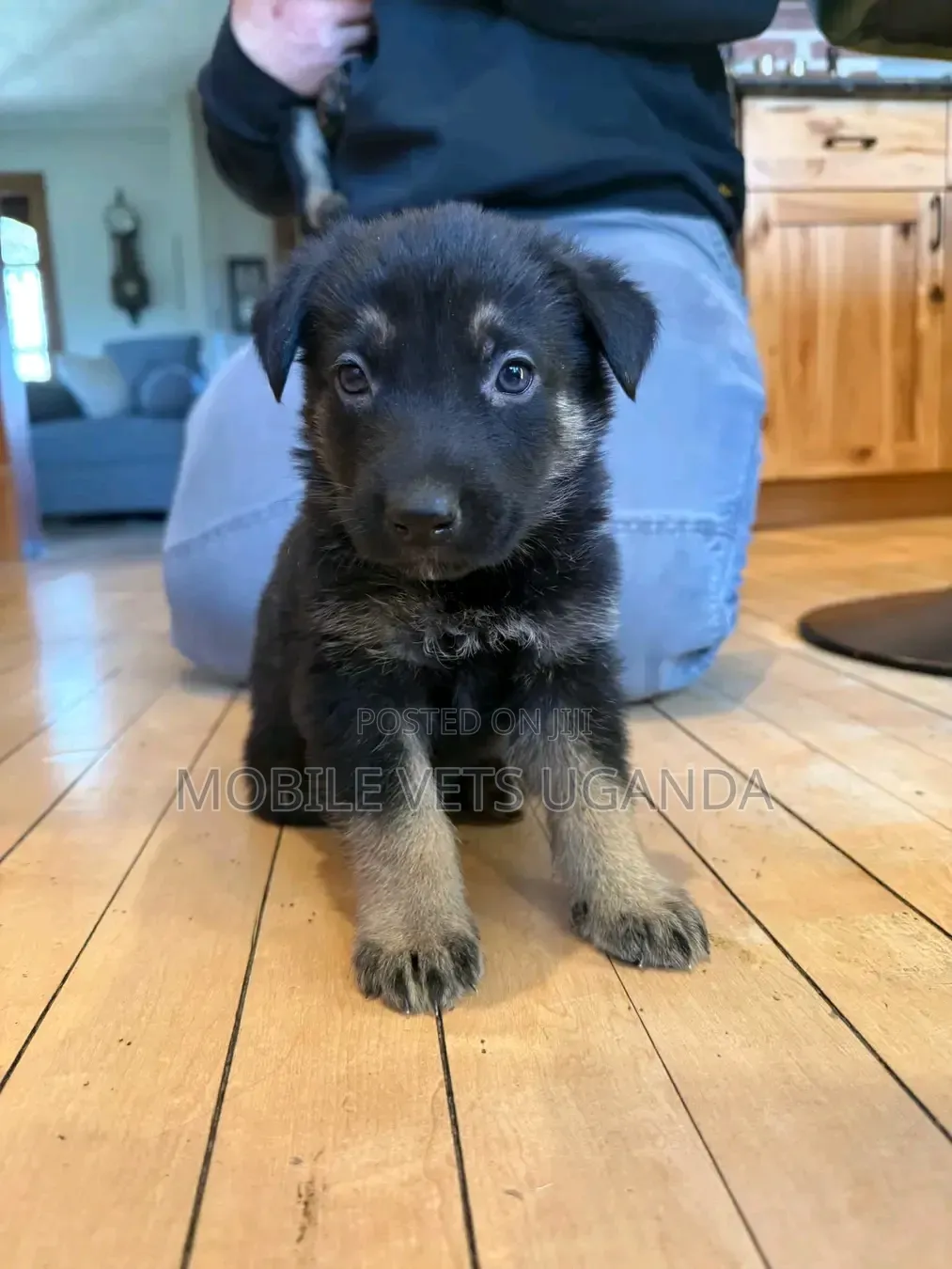 3-6 months Male Purebred German Shepherd