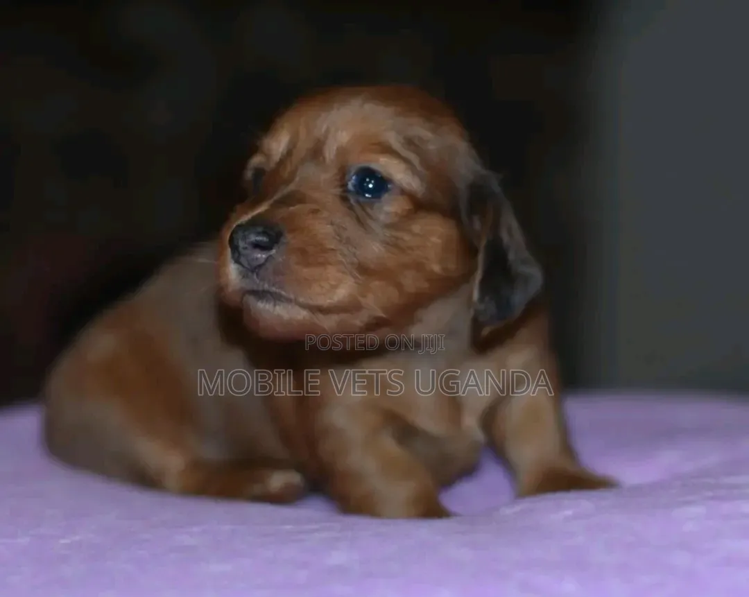 0-1 month Male Purebred Dachshund