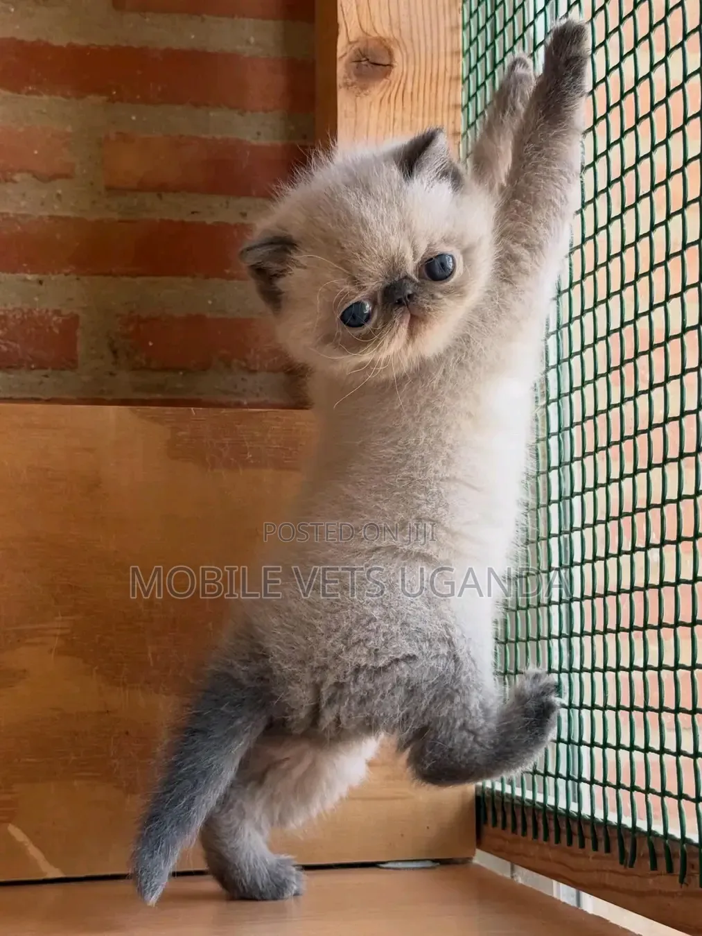 1-3 months Female Purebred Persian
