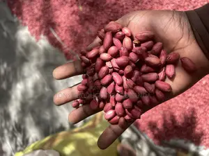 Ground Nuts
