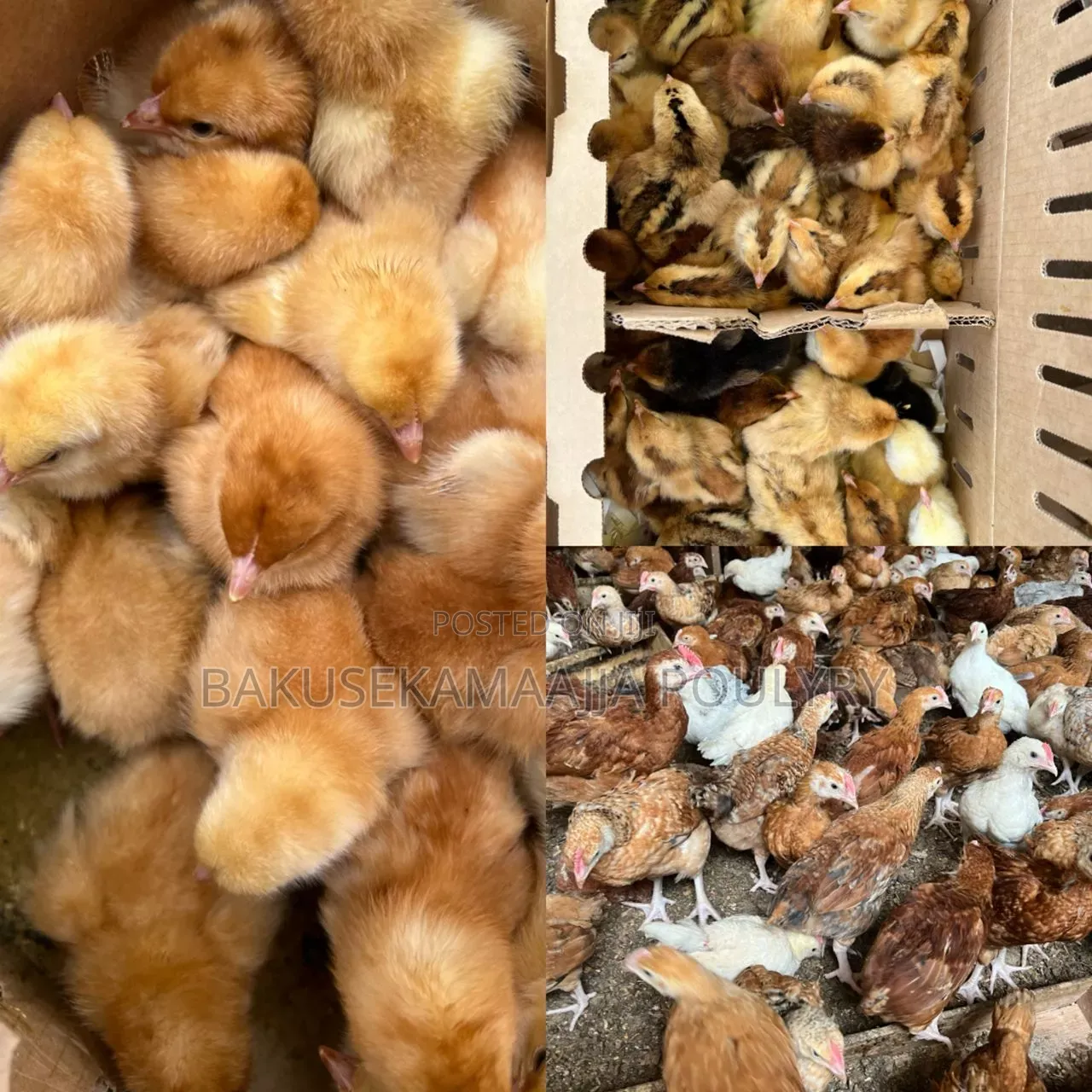 Bukusekamajja Mixed Farm