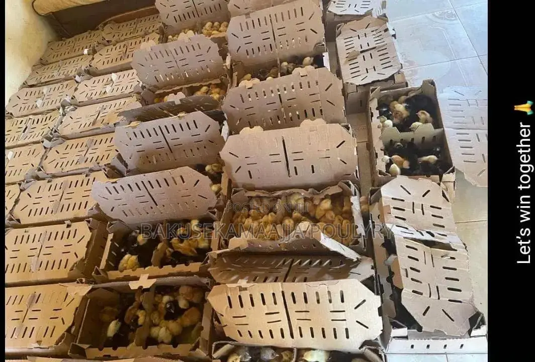 Bukusekamajja Mixed Farm