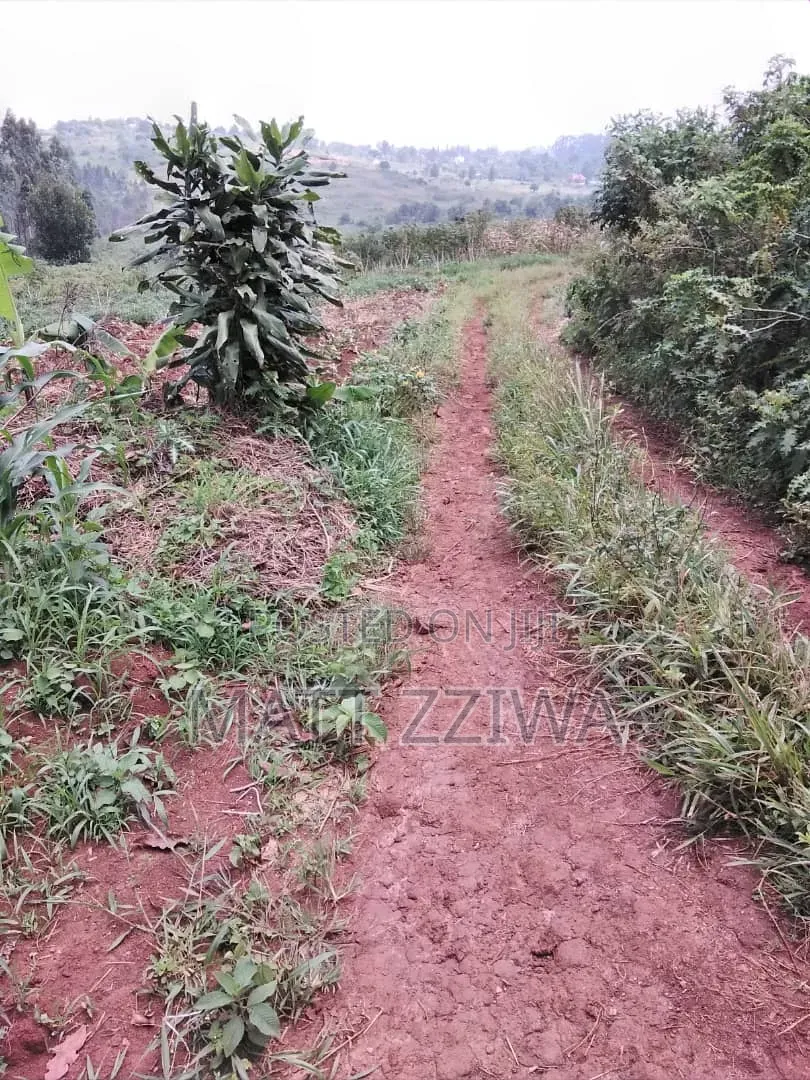 50 by 100 Land Plots in Kasanjye, Nakawuka